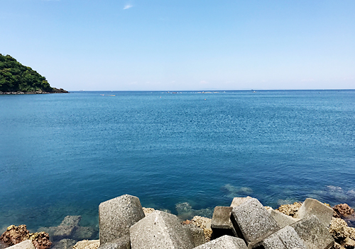 館山小サバとウツボ　鯖　釣り