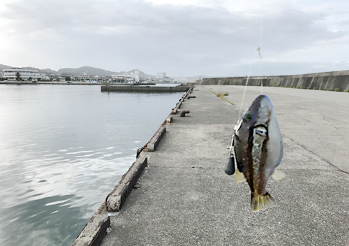 房総釣り