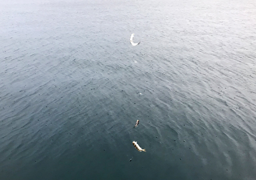 館山釣り_11月アジ