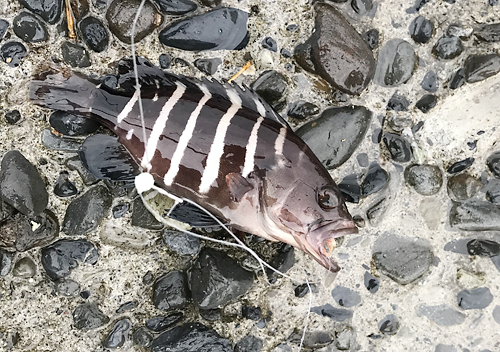 館山釣り_11月アジ