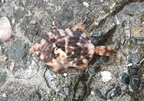 館山釣り_11月アジ