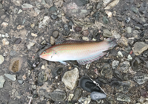 館山釣り_11月アジ