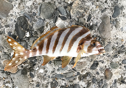 館山　釣り　味　堤防