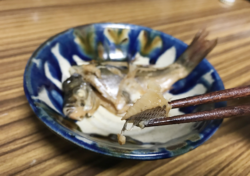 鴨川の港でアジ釣り