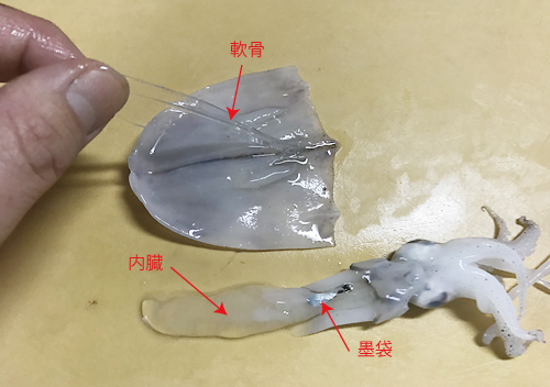 ヒイカの捌き方と一夜干しの作り方