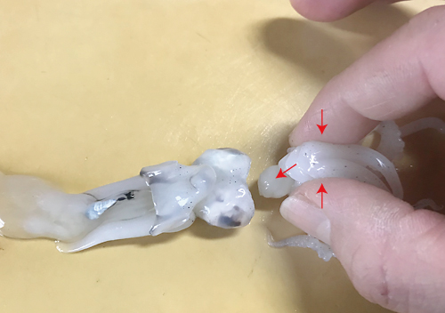 ヒイカの捌き方と一夜干しの作り方