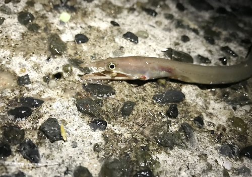 館山・富浦でカマスとアジ釣り