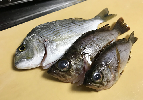 館山・富浦でカマスとアジ釣り