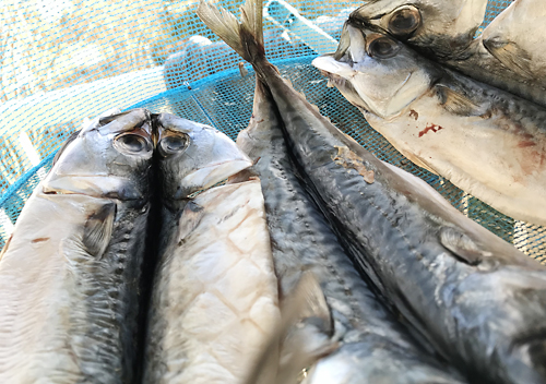 館山・富浦でカマスとアジ釣り