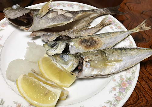 下田福浦堤防アジ釣り