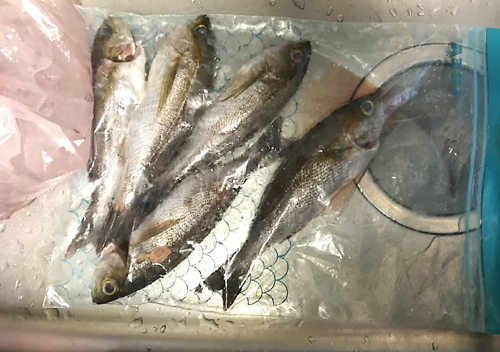 下田福浦堤防アジ釣り