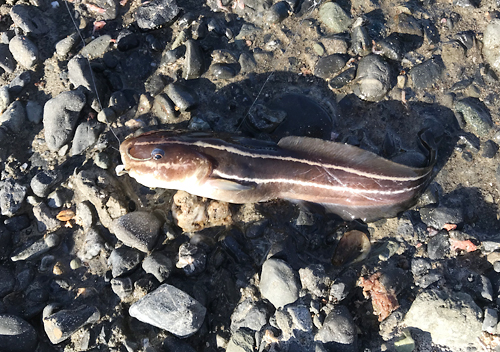 館山堤防釣り2018アジ