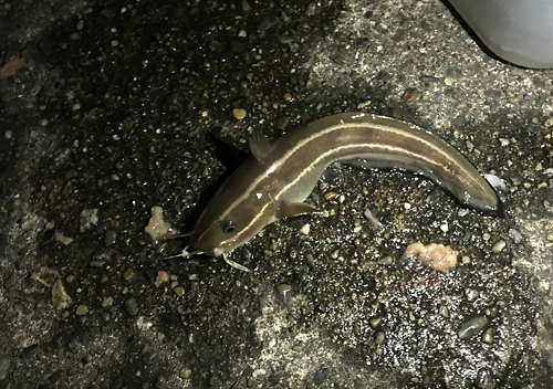 館山富浦冬の堤防釣りでアジカマス