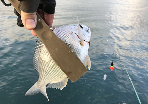 館山富浦冬の堤防釣りでアジカマス