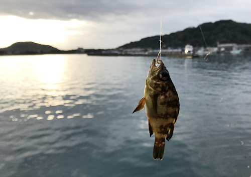 南房館山富浦アジカマスの堤防サビキ釣り&なめろうフライレシピ