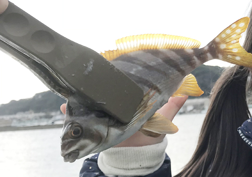 南房館山富浦アジカマスの堤防サビキ釣り&なめろうフライレシピ