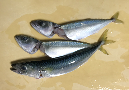 南房総館山鴨川でアジカマスの堤防サビキ釣り