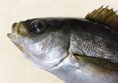 鴨川興津港でアジ釣りカゴ仕掛けにイサキとジグにムツ