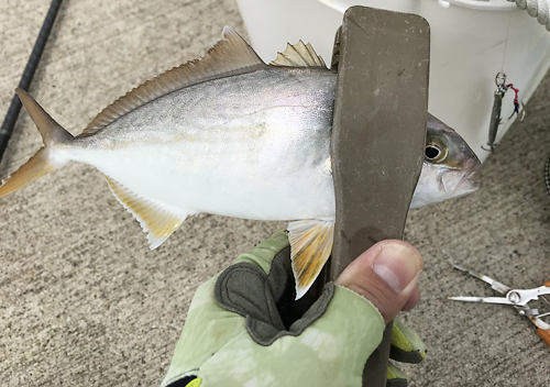 鹿島港魚釣り園／ルアーでのショゴサビキでシマアジ