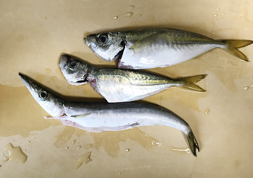 勝浦_鴨川_アジカマス堤防釣り