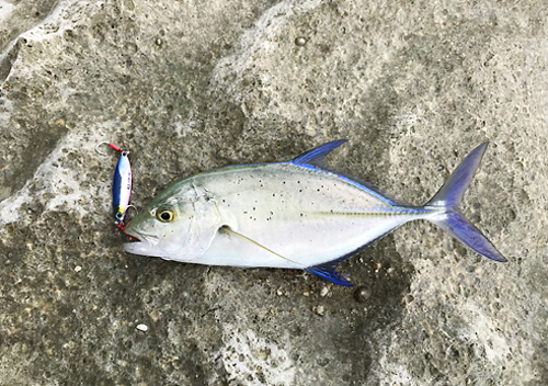 グアムタモン湾でルアーフィッシング_釣り