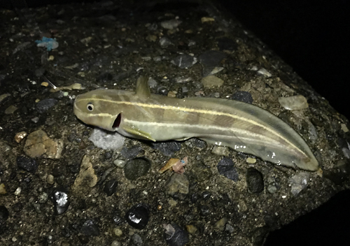 外房_勝浦・鴨川堤防テトラでアジのカゴ釣り