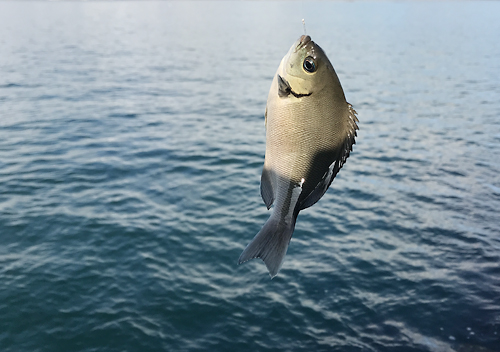 外房_勝浦・鴨川堤防テトラでアジのカゴ釣り