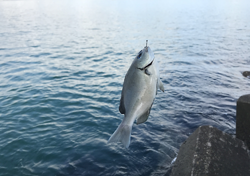 外房_勝浦・鴨川堤防テトラでアジのカゴ釣り