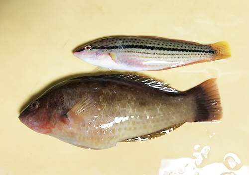 外房_勝浦・鴨川堤防テトラでアジのカゴ釣り_ベラも