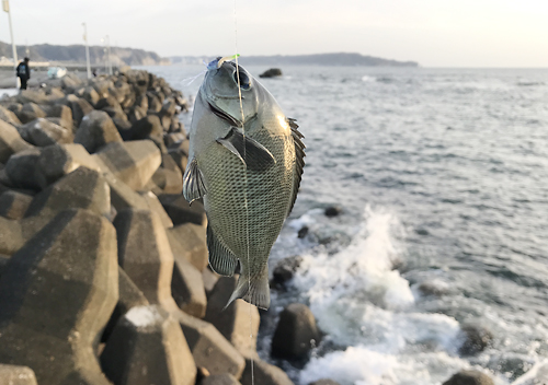 堤防釣り_千葉外房勝浦_釣果アジベラ