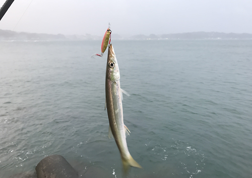 外房_勝浦・鴨川堤防テトラでアジのカゴ釣りにカマスとクロダイも混ざる