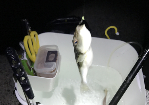 外房_勝浦・鴨川堤防テトラでアジのカゴ釣り釣果ムツ