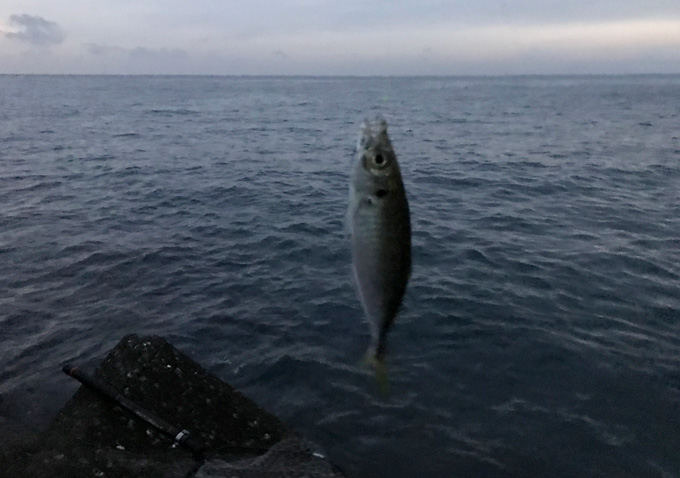 勝浦鴨川でアジ釣り_アジの泳がせに大ヒラメの釣果も