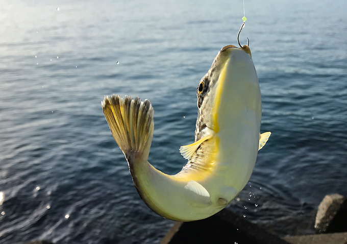 勝浦、鴨川、千倉でサヨリとアジ釣り