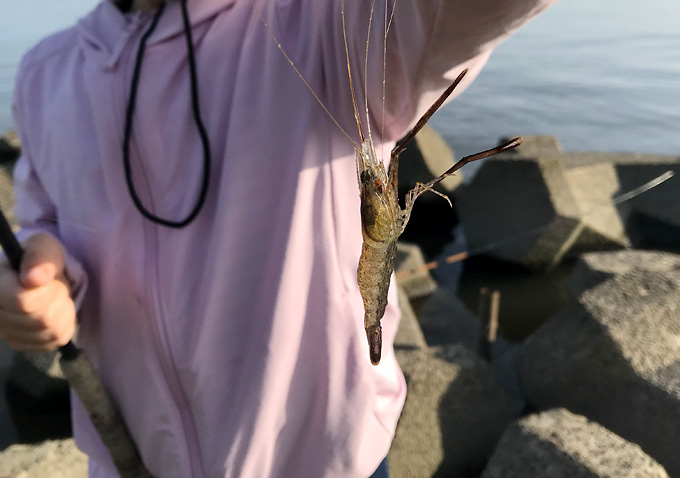 利根川でテナガエビ釣り_５月