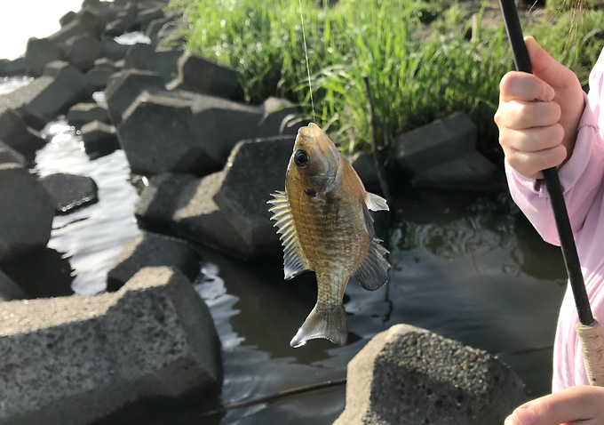 利根川でテナガエビ釣り_５月