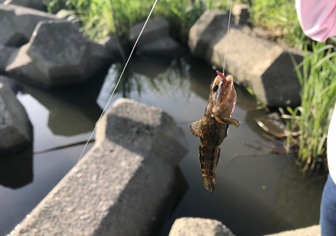 利根川でテナガエビ釣り_５月