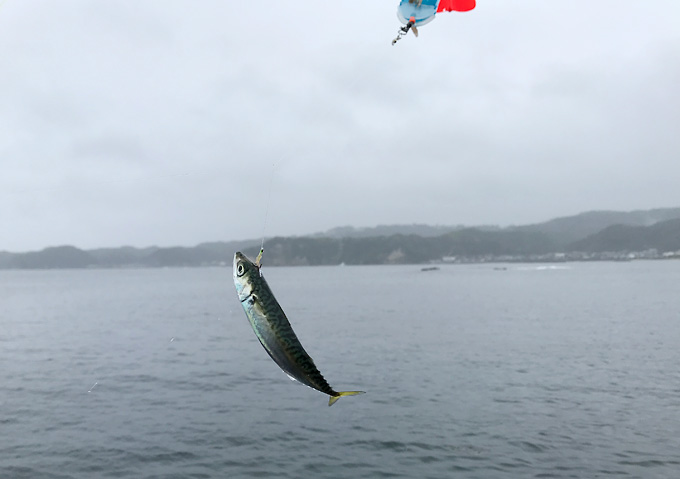 外房（勝浦・鴨川）アジのカゴ釣りとショアジギング