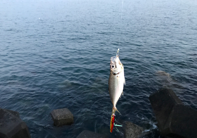 外房（勝浦・鴨川）アジのカゴ釣りとショアジギング