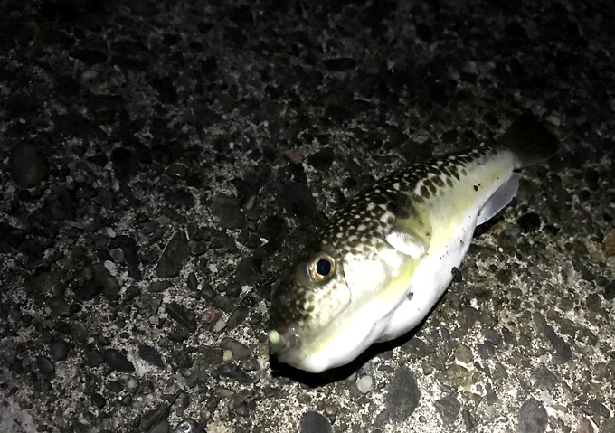 外房の磯（９月）アジ釣り