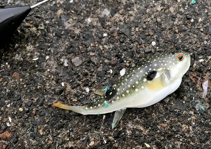 白間津港／カゴ釣り