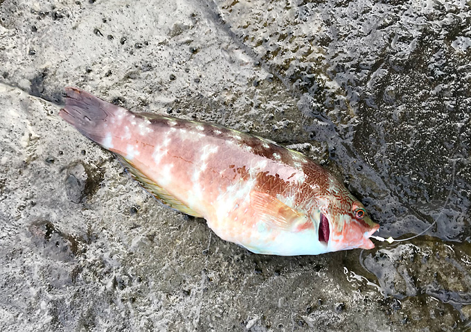 外房地磯／勝浦・鴨川（ベラ）美味しい