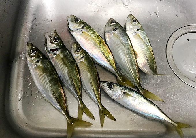 【釣り／外房地磯・アジ】カゴ釣りの釣果