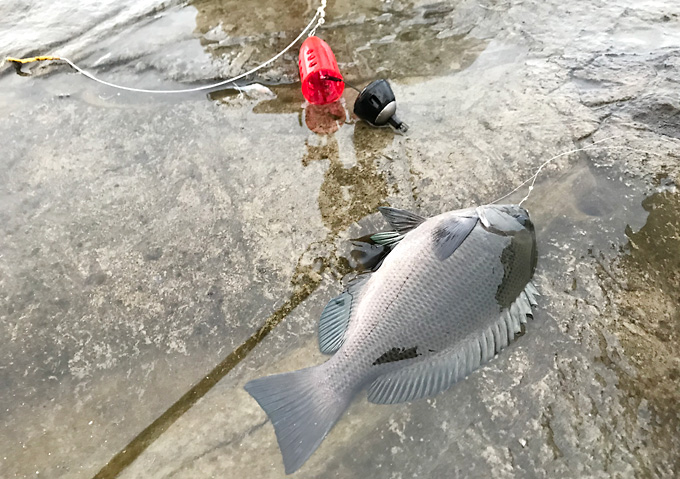 【外房／カゴ釣り】釣果・勝浦鴨川の海釣り（メジナ）