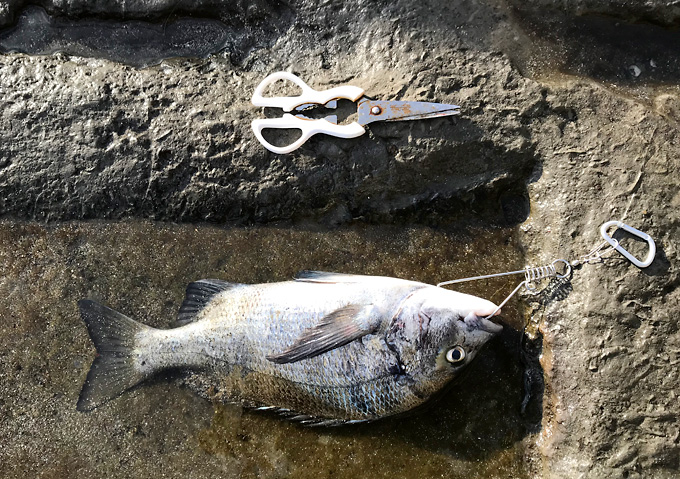 【外房／釣り】釣果・勝浦鴨川の海釣り（クロダイ）ストリンガーの使い方