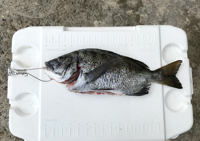 【外房／釣り】釣果・勝浦鴨川の海釣り（クロダイ）