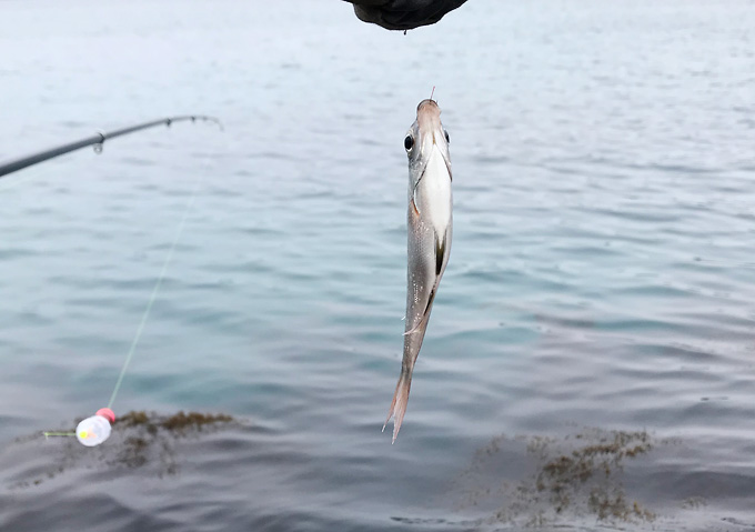 【アジ釣り／外房】堤防からカゴ仕掛けで良型釣果（鴨川・勝浦）