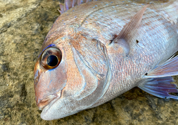 千葉_外房_磯カゴ釣り/（釣果）マダイ