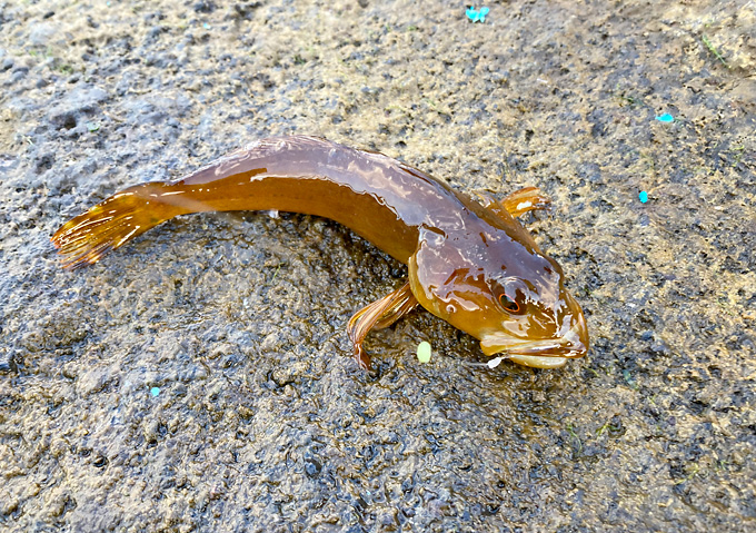 外房釣果_魚種類_黄色いハゼ