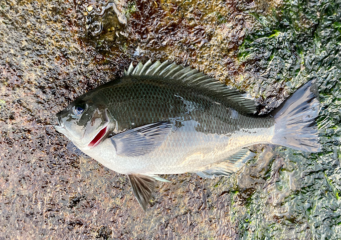 千葉_外房_磯カゴ釣り/（釣果）マダイ、グレ、アジ